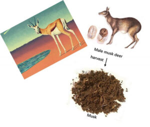 Ignorant Deer Gurbani