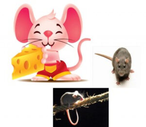 Visionless Mouse Gurbani